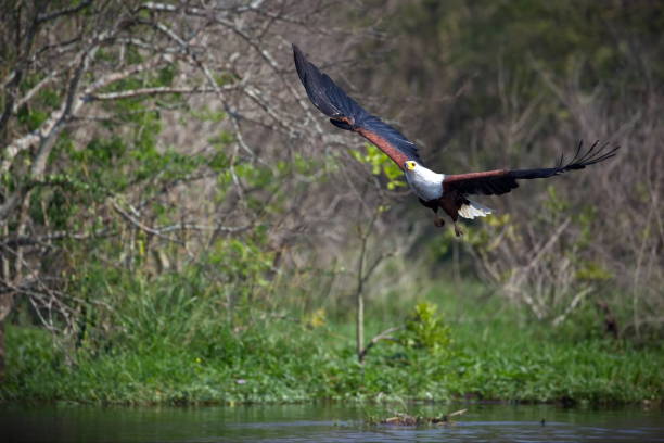 istock African fish eagle flying over the lake in Uganda during daylight 1441581788