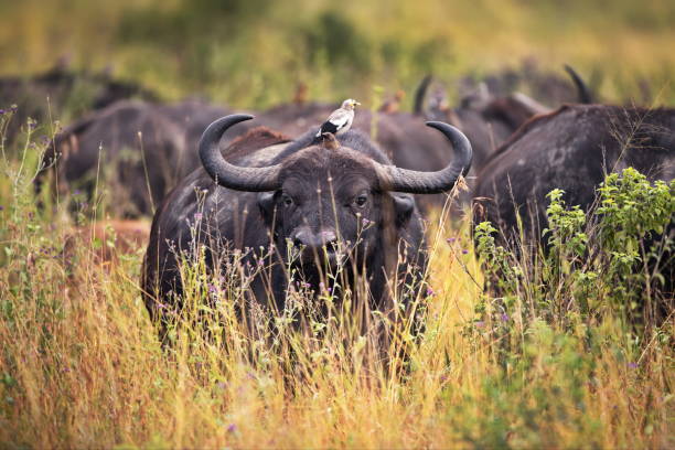 istock Selective of an African buffalo (Syncerus caffer caffer) with a small bird on its back 1441581789