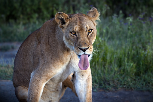 A maneless lion with its tongue out near the grass in Tanzania