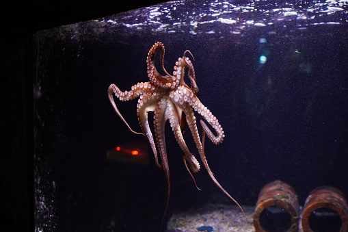 A large swimming octopus underwater in an aquarium
