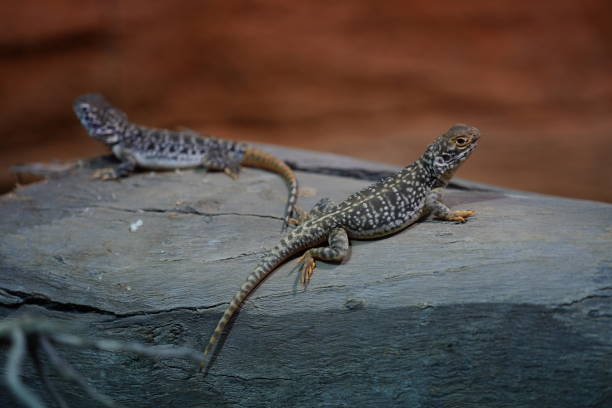 istock Pair of small lizards on a rock at a zoo 1441581831