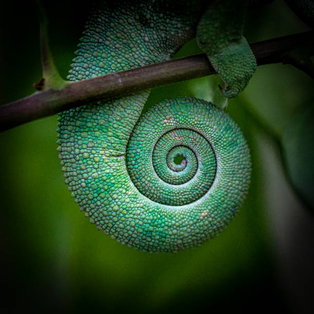istock Closeup of a chameleon tail in Madagascar 1441581961