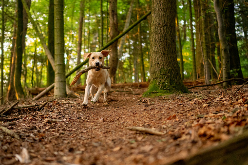 A beautiful dog of a dog playing in a wood