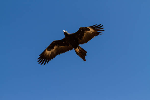 istock Wedge tailed eagle (Aquila audax) in the bright sky in Western Australia 1441582060