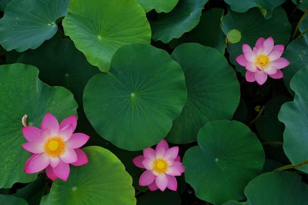 draufsicht auf die blüte der schönen rosa lotusblüten und blätter im teich - lotus outdoors nature botany stock-fotos und bilder