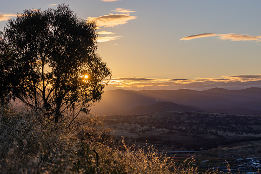 The Mt Painter, Belconnen Australia. Gumtree in the foreground, Brindabella ranges in the background