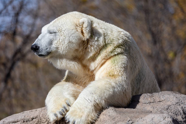istock Closeup shot of a white bear 1441582154