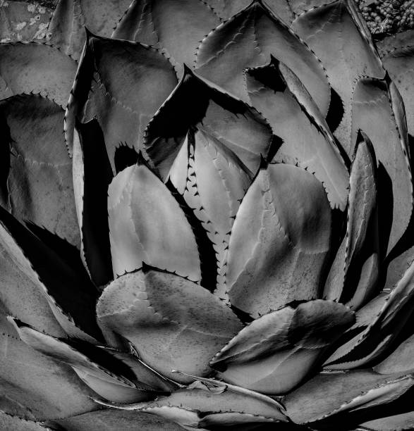 istock Grayscale macro shot of a growing plant 1441582742