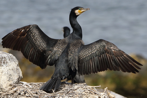 A closeup of a cormorant bird spreading its wings while perching on rock