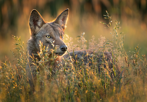 A male coyote stands back-lit in the morning sun