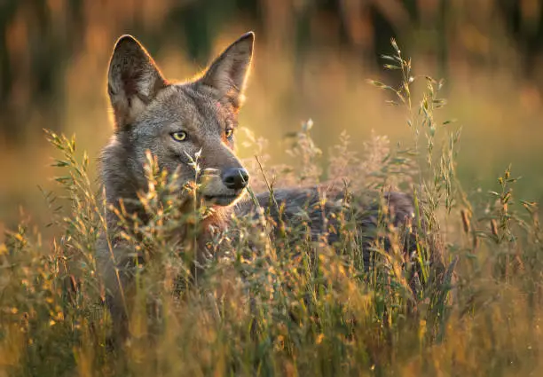 A male coyote stands back-lit in the morning sun