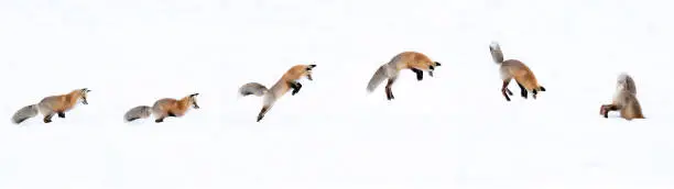 Photo of Action sequence of a fox jumping and diving into snow