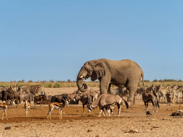 istock Elephant with antelopes and zebras at a watering hole 1441582837
