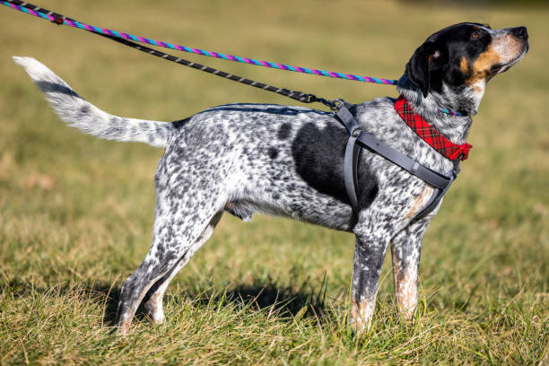 View of the beautiful Bluetick Coonhound on the leash in field A view of the beautiful Bluetick Coonhound on the leash in field bluetick coonhound stock pictures, royalty-free photos & images