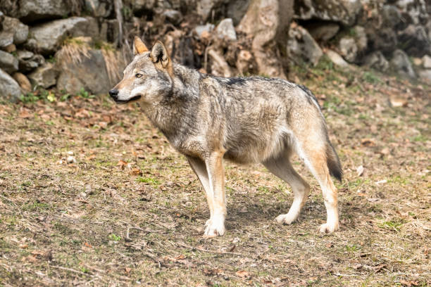 istock Italian wolf (canis lupus italicus) in wildlife center 
