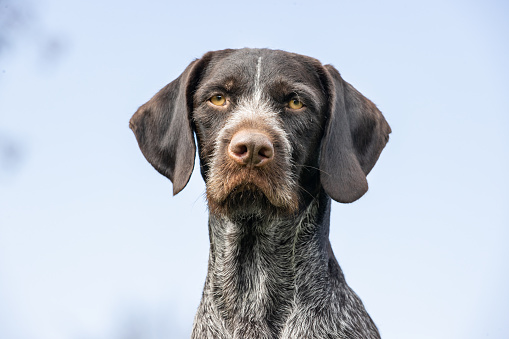 A view of the rough-haired hunting dog under the blue sky