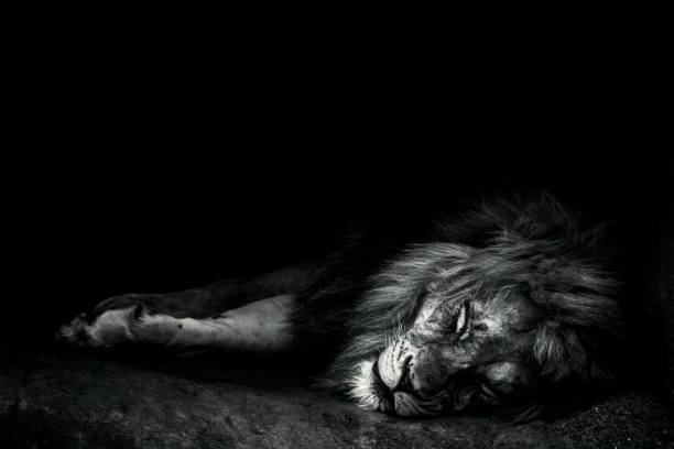 istock Grayscale of a lion sleeping on the ground 1441583185