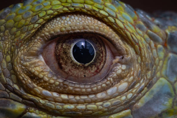 istock Closeup of a beautiful chameleon eye with reflections 1441583186