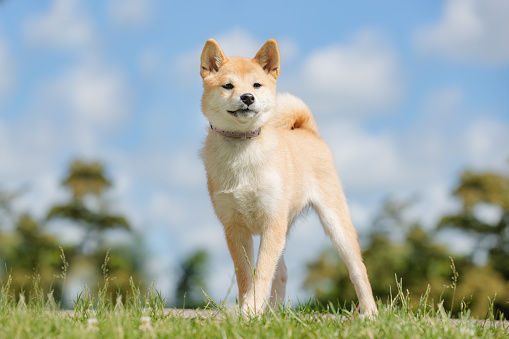 A view of the cute Canaan dog in the park