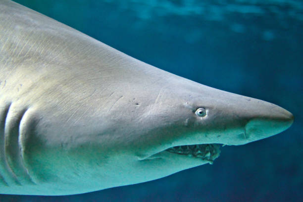 istock Closeup of a shark under the sea 1441583329