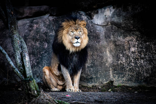 istock Beautiful majestic lion in a cave 1441583333