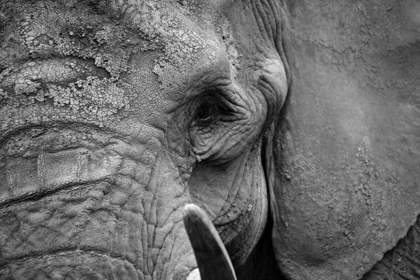 Grayscale shot of anelephant face.