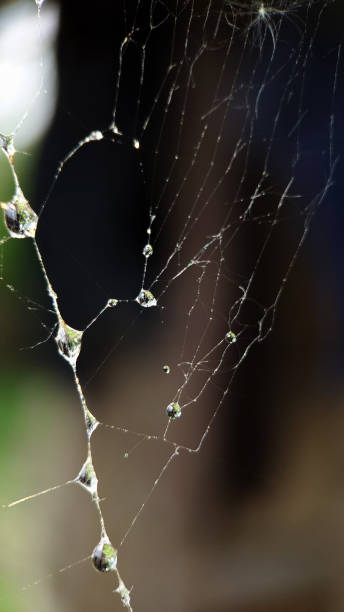 istock Dew drops hang in close-up on the web 1441583568