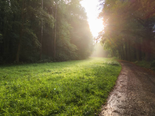 A muddy forest footpath in the depths with sun coming out