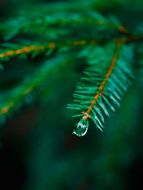 istock Selective shot of small water droplet on a pine tree branch with blurred green background 1441583661