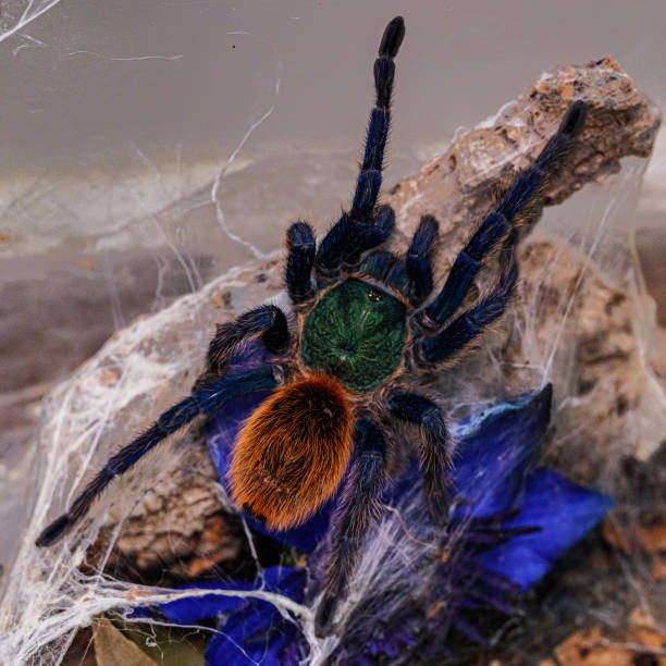 istock Closeup of a Greenbottle blue tarantula 1441583764