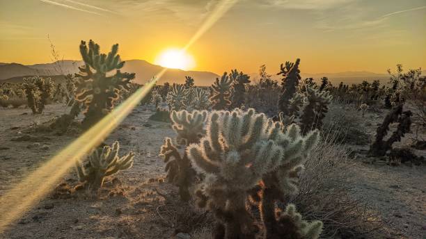 istock Cactus plants in the desert against scenic sunset 1441583831