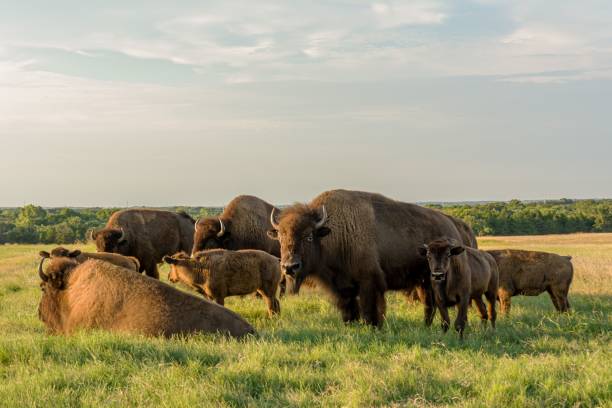 istock American bisons (Bison bison) in a green field 1441583869