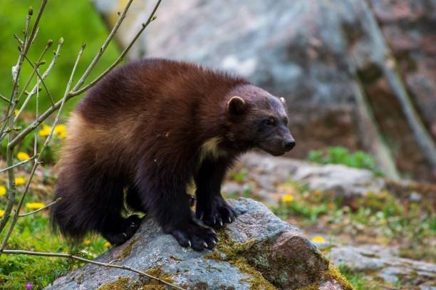 istock Brown glutton wolverine on a rock in a forest 1441583920