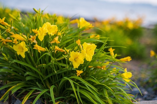 A selective focus shot of yellow daylilies in Erie, Pennsylvania, USA