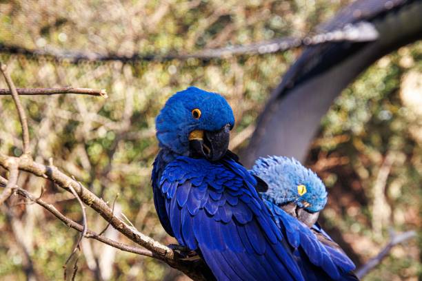 istock Closeup of Glaucous macaws under the sunlight 1441584279
