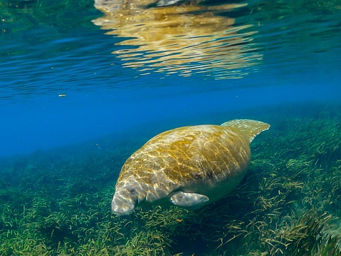 The Amazonian manatee (Trichechus inunguis) is a species of manatee of the order Sirenia, which is shares with the marine dugong. It is found living in the freshwater habitats of the Amazon Basin in Brazil, Peru, Colombia, Ecuador, Guyana, and Venezuela. 