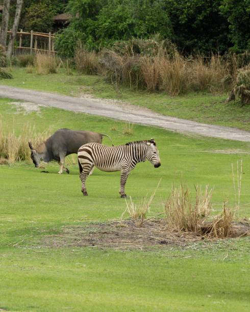 istock View of zebra and cattle standing and grazing in greenery field 1441584508