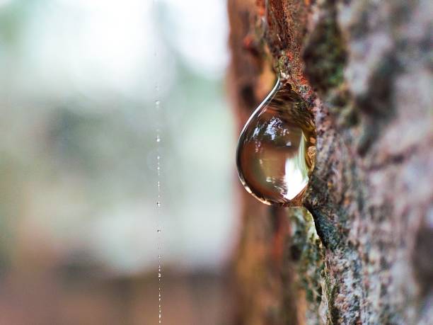 Macro shot of resin drop on the bark of a tree against a blurry background with copy space A macro shot of resin drop on the bark of a tree against a blurry background with copy space tree resin stock pictures, royalty-free photos & images