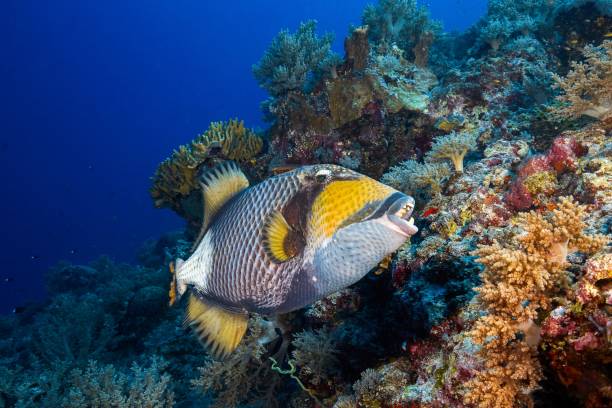 istock Beautiful trigger fish in the deep red sea with colorful reefs 1441584540