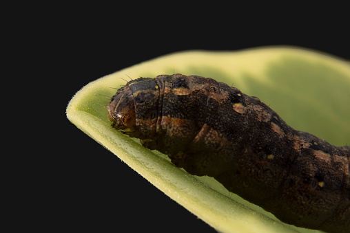 A closeup of an Egyptian cotton leafworm (Spodoptera littoralis) on a green leaf
