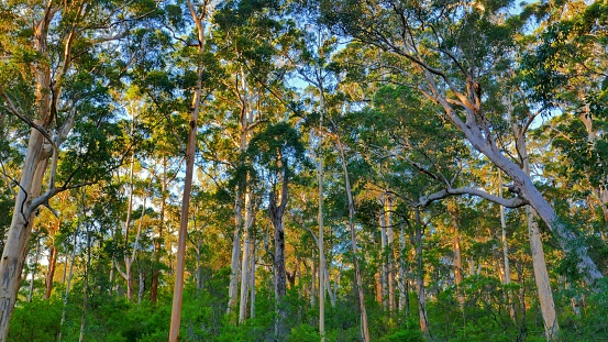 Karri tree forest near Pemberrton