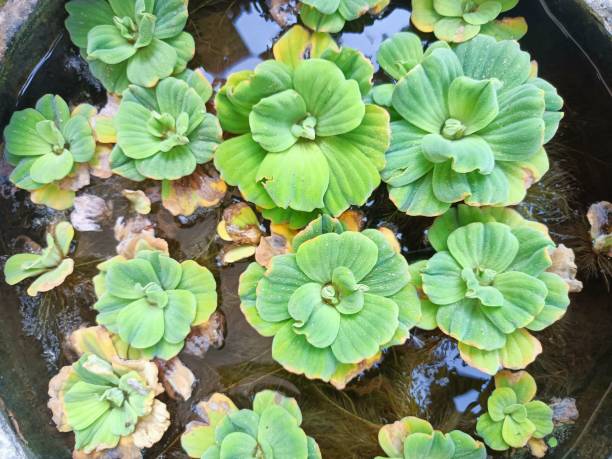 водяной салат растение, з�еленое растение в - water lettuce plant water plant water стоковые фото и изображения