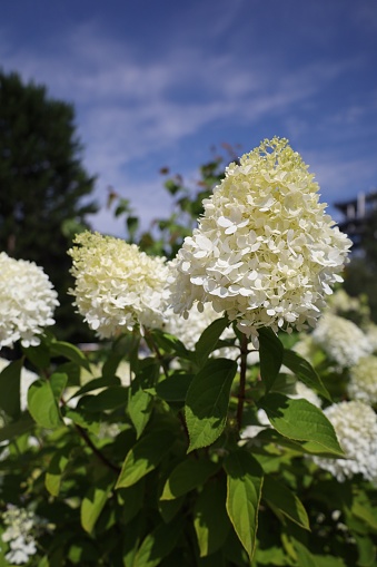 A selective of white Hydrangea paniculata flowers