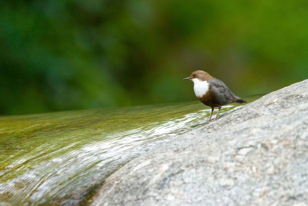 Beautiful shot of a dipper sitting on a rock A beautiful shot of a dipper sitting on a rock cinclidae stock pictures, royalty-free photos & images