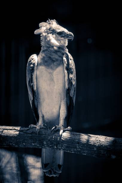 Vertical shot of a perched Harpy eagle A vertical shot of a perched Harpy eagle harpy eagle stock pictures, royalty-free photos & images