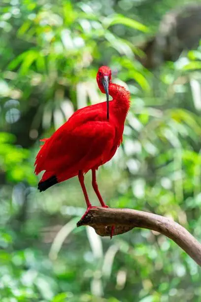 A vertical shot of a perched scarlet ibis bird