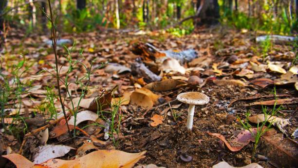 Mushroom pushing up through the leaf litter. Mushroom on the floor of a Karri forest. fungus network stock pictures, royalty-free photos & images