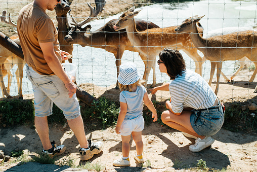 Young family with child in zoo outdoors. Back view of mom and dad showing their little daughter fallow deer behind fence.