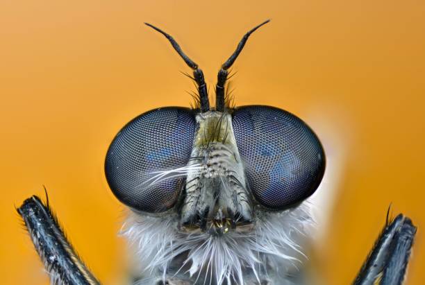 istock Selective focus shot of fly's compound eyes isolated on yellow background 1441585225