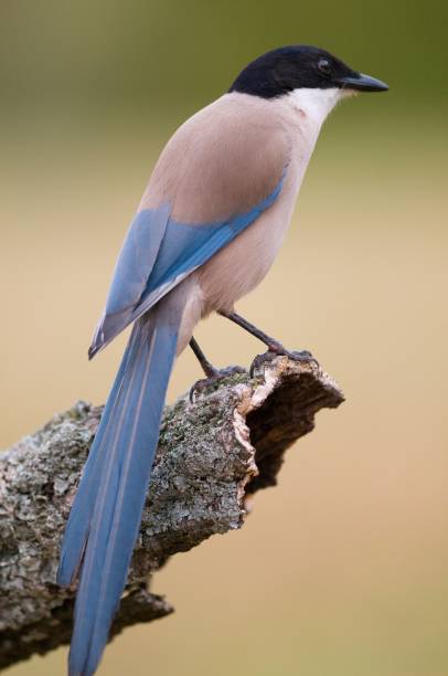 istock Shallow focus of azure winged magpie bird sitting on a tree branch 1441585304